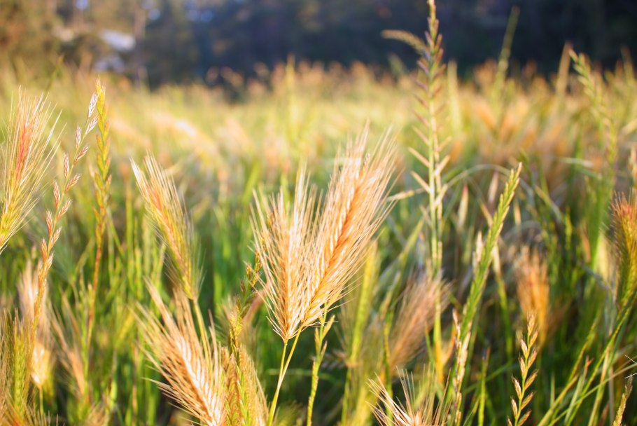 Пастушья сумка