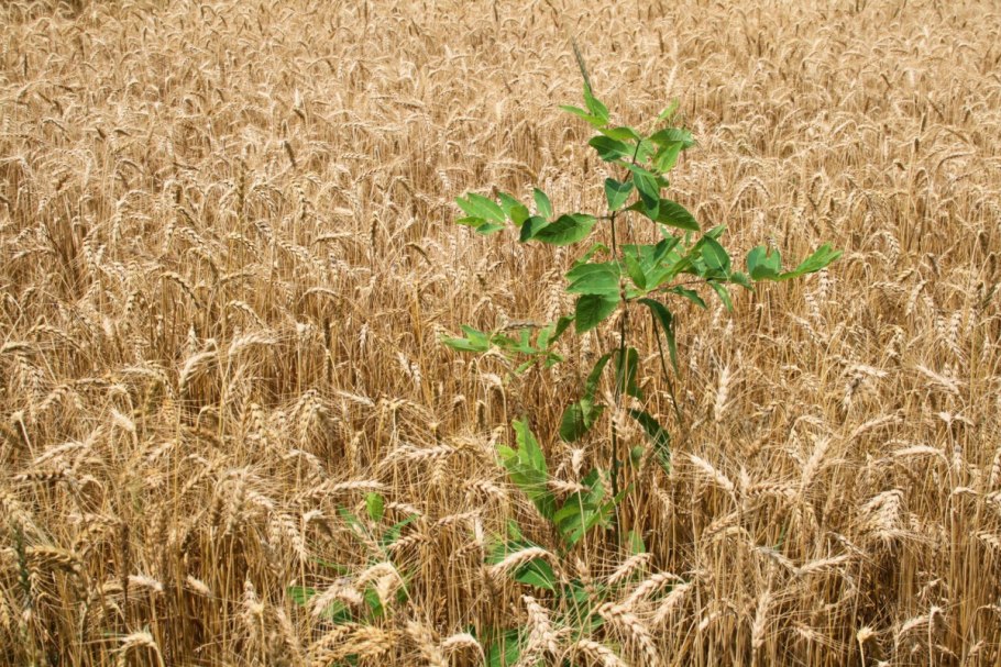 Cynodon dactylon Feed Crop