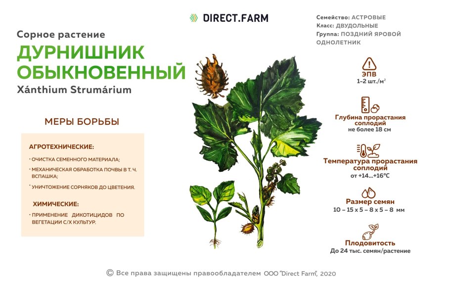 Дурнишник ботаника