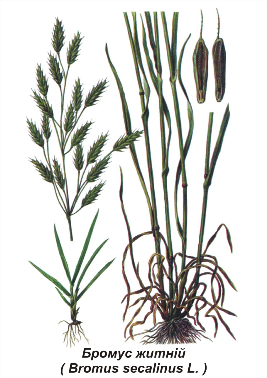 Костёр ржаной (Bromus secalinus)