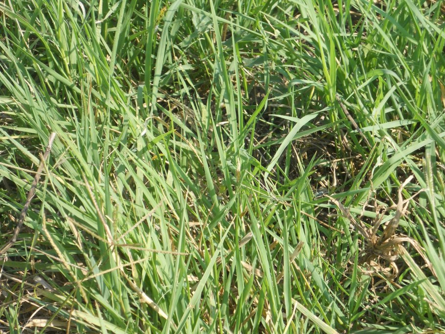 Бурьян трава