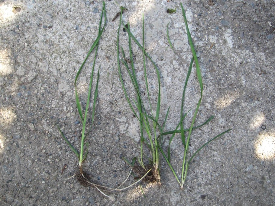 Трава на поле сорняк