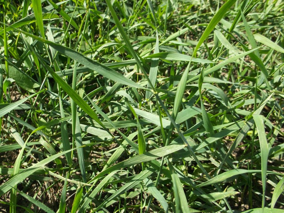 Росичка злаковые