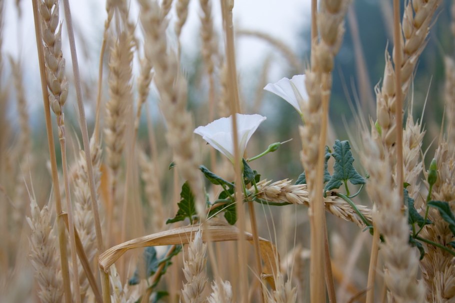 Digitaria росичка