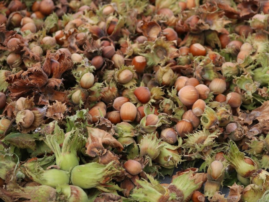 Лещина обыкновенная орешник