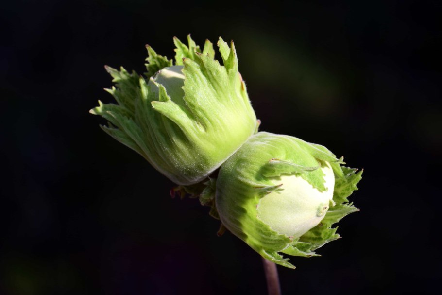 Орех фундук плод