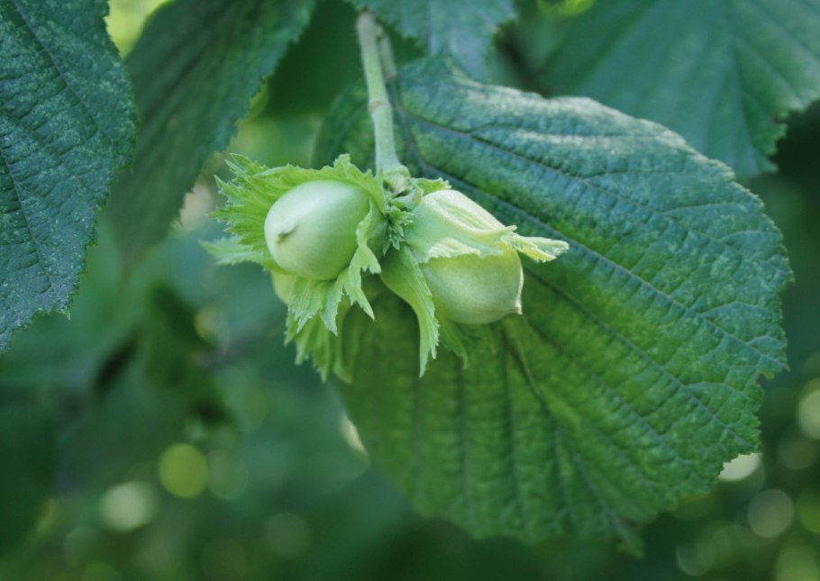 Лещина лещина Corylus