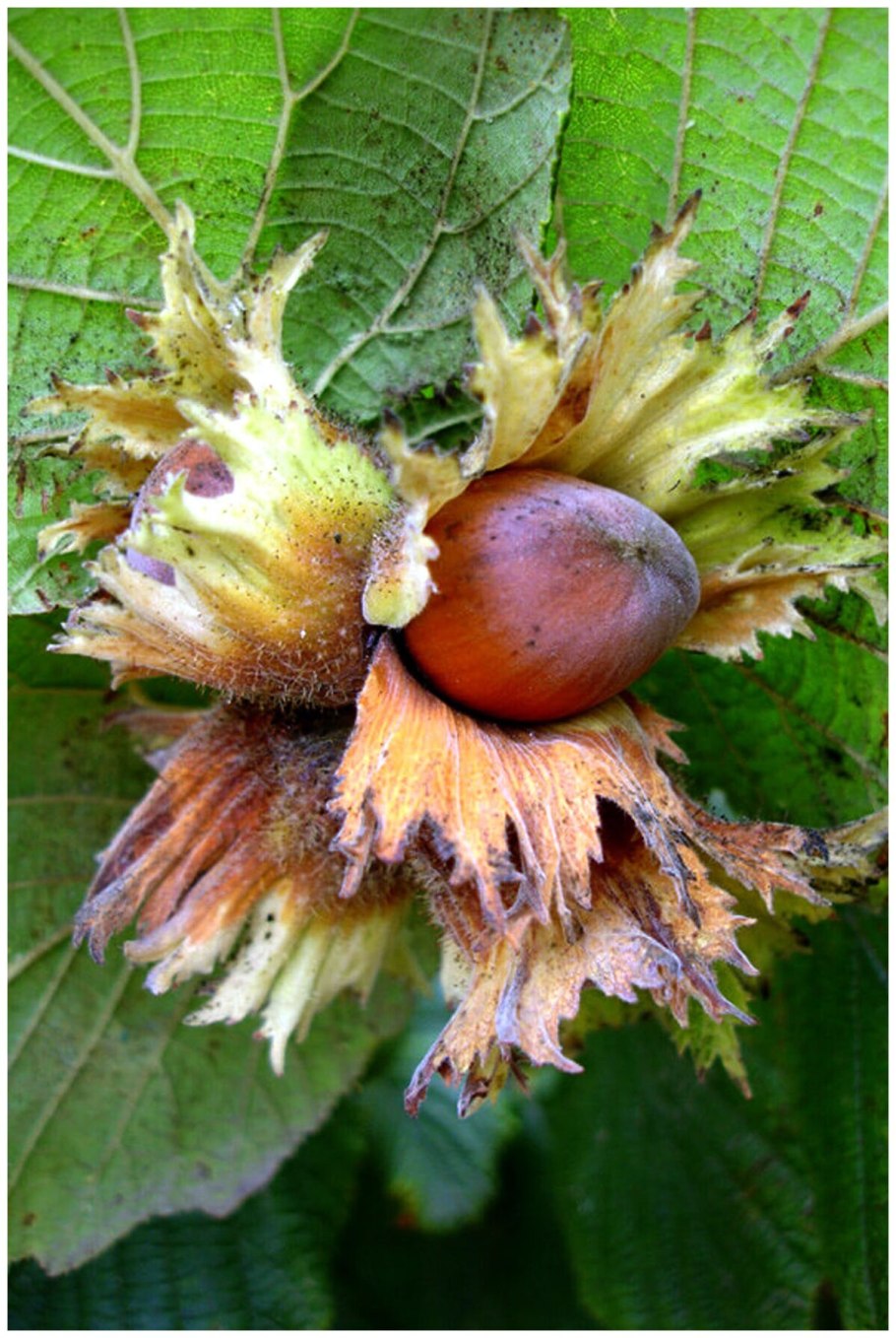 Лещина обыкновенная (Лесной орех)