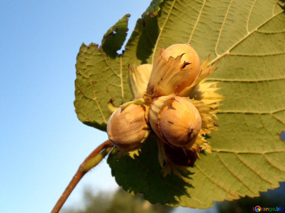 Corylus colurna лещина древовидная