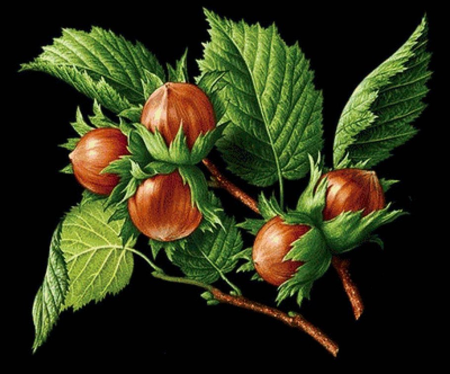 Лесной орех дерево орешник