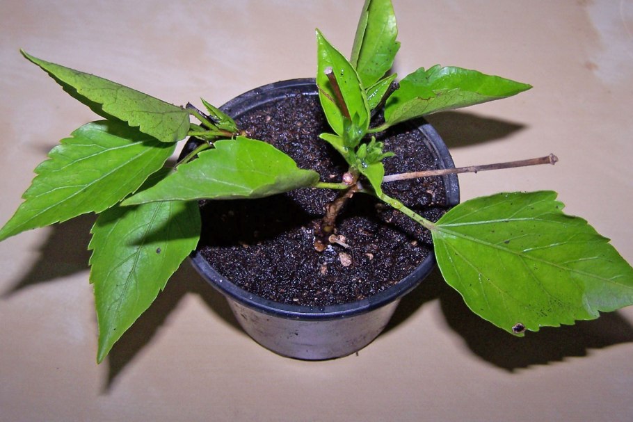 Гибискус Мульти прививка