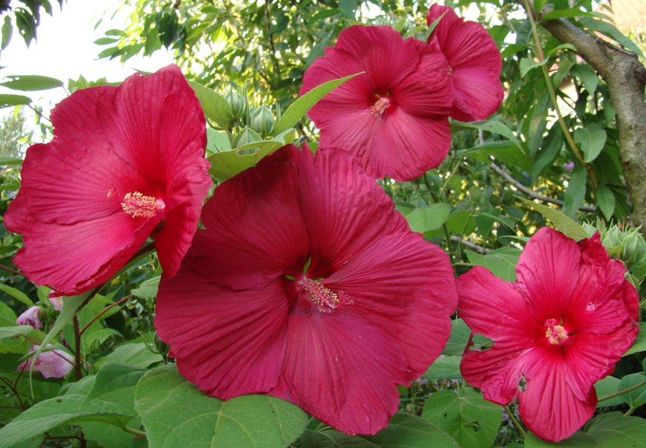 Гибискус коноплёвый