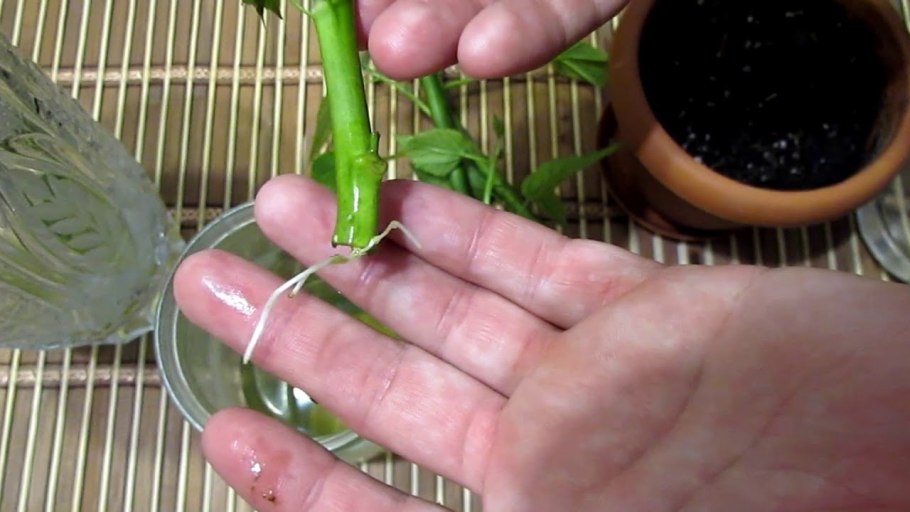 Гибискус полив