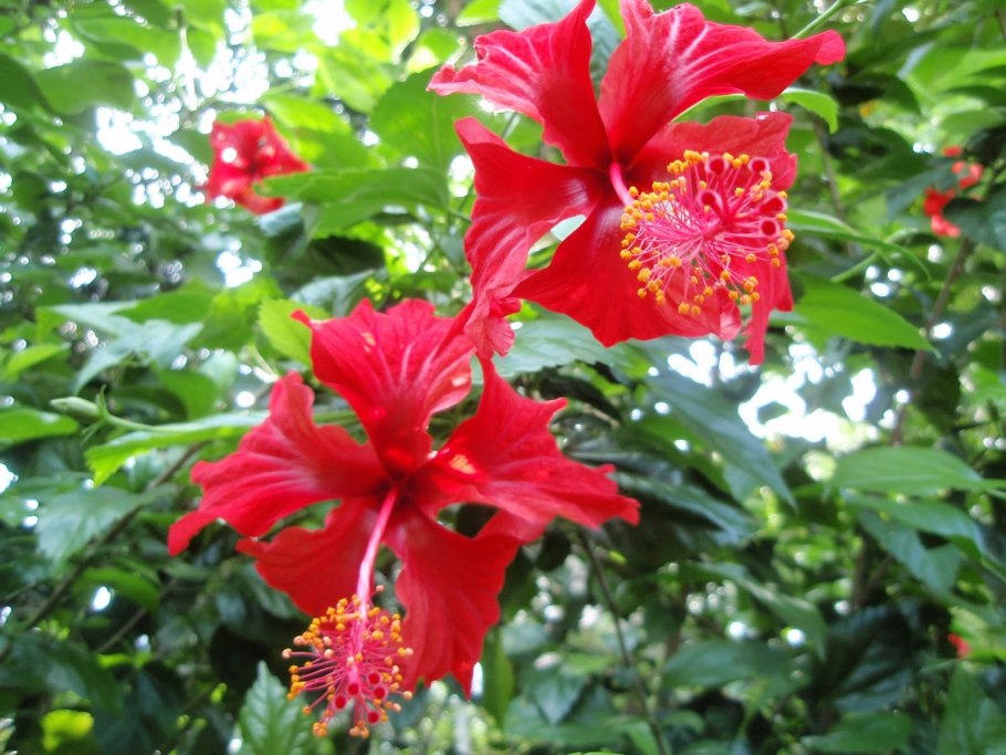 Гибискус китайский куст