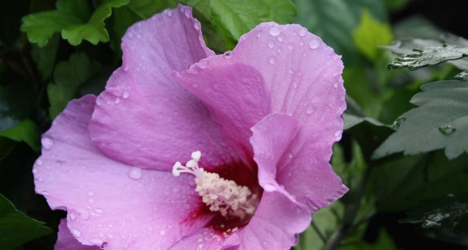 Гибискус древовидный красный