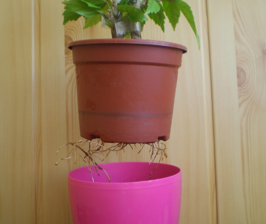 Сорта гибискуса комнатного