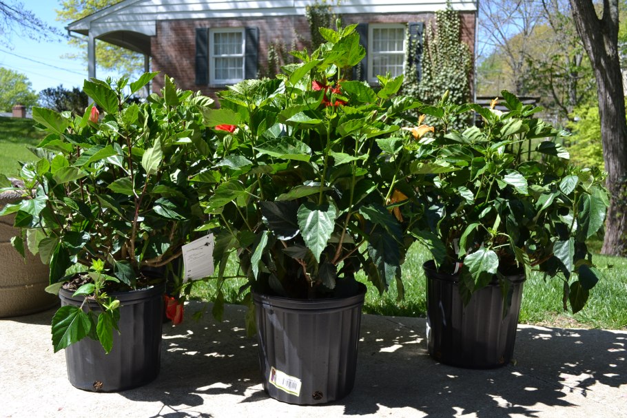 Гибискус сирийский травянистый