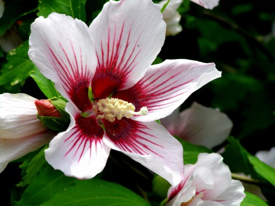 Гибискус травянистый Русанова