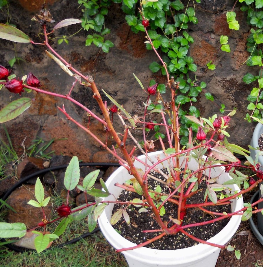 Гибискусы сирийские древовидные