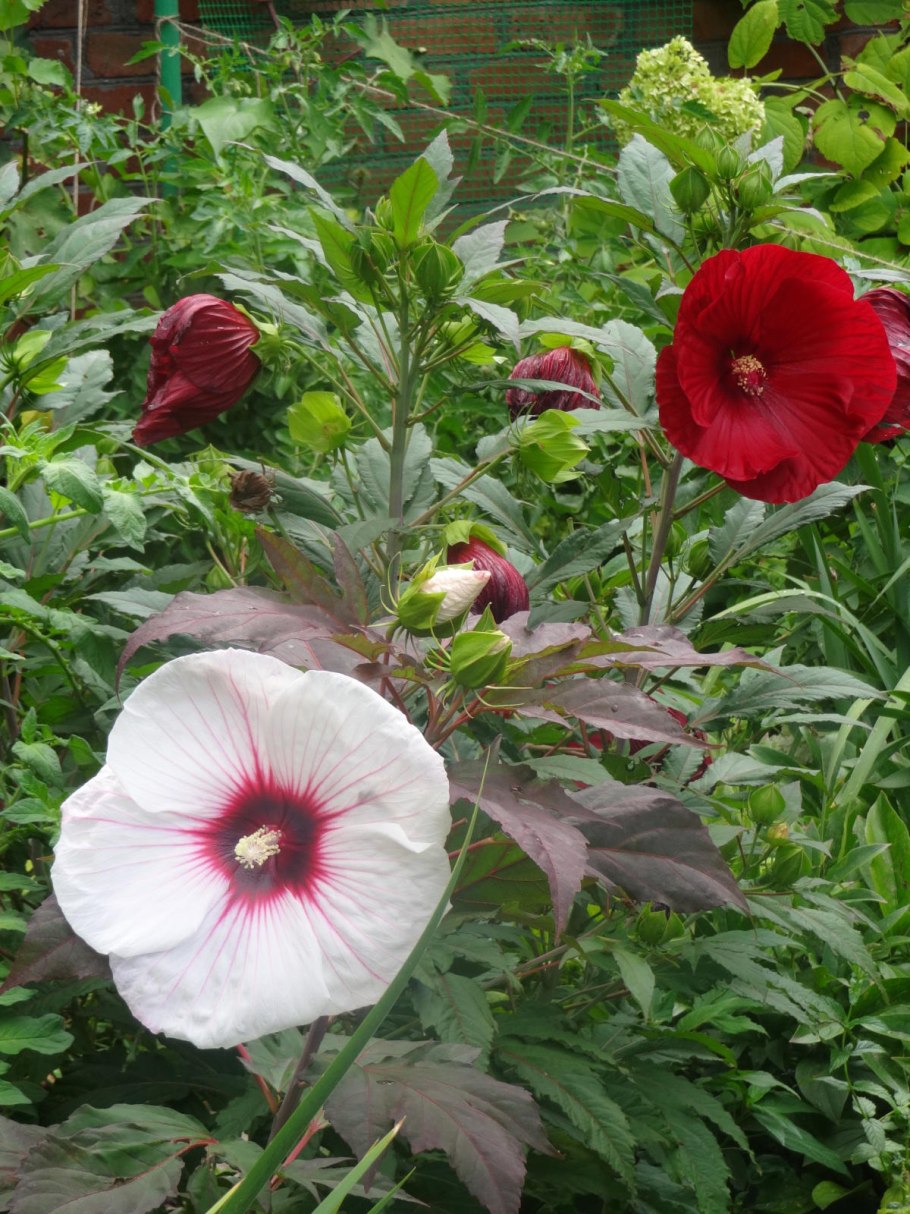 Гибискус травянистый черенки