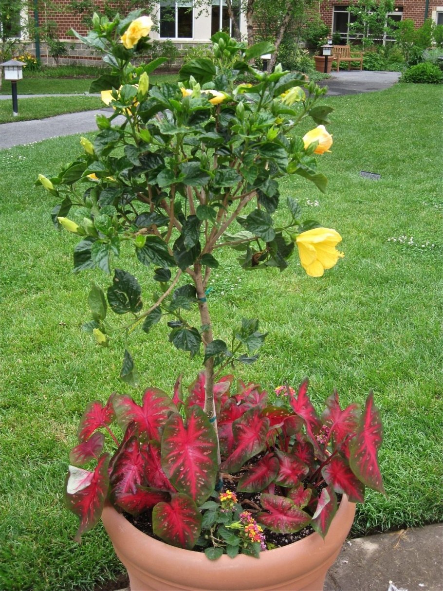 Гибискус китайский куст