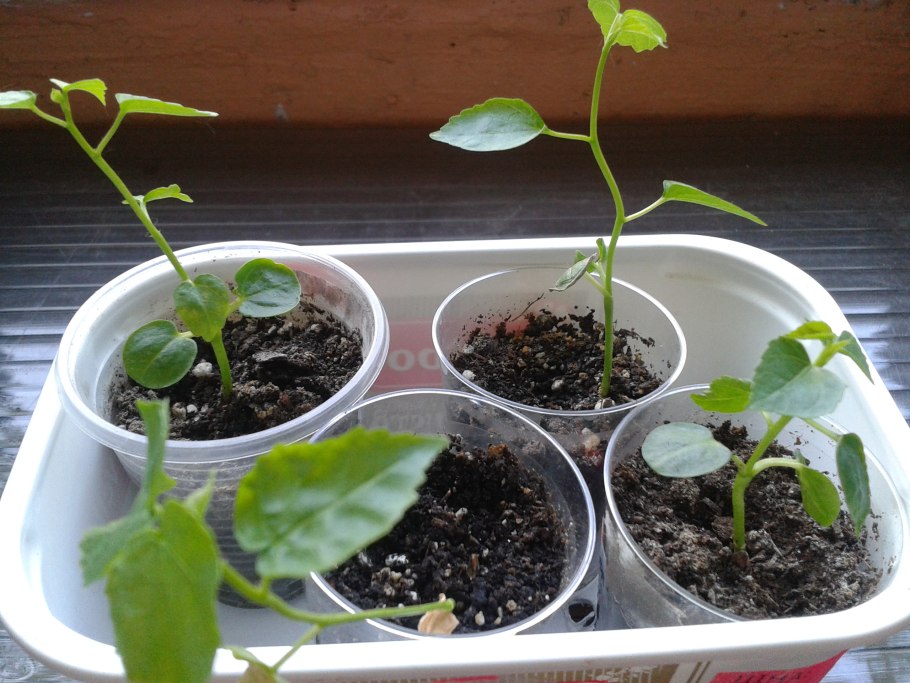 Гибискус древовидный