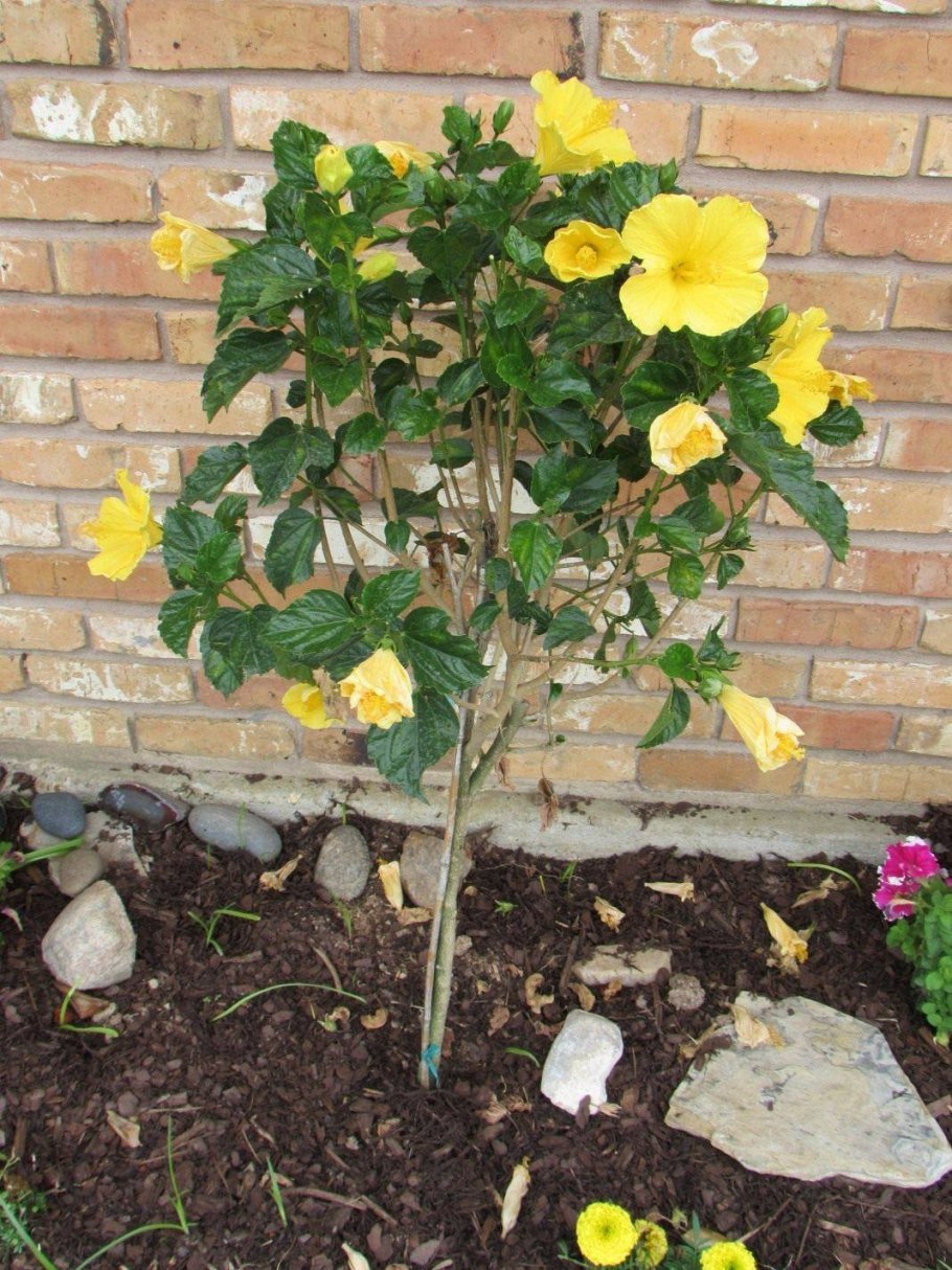 Сеянцы гибискуса