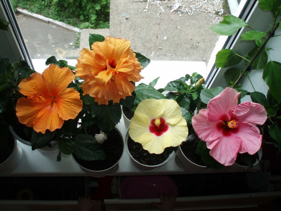 Китайская роза гибискус удобрение