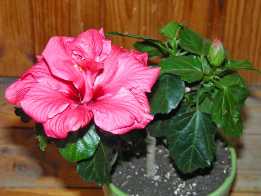 Гибискус при эндометриозе