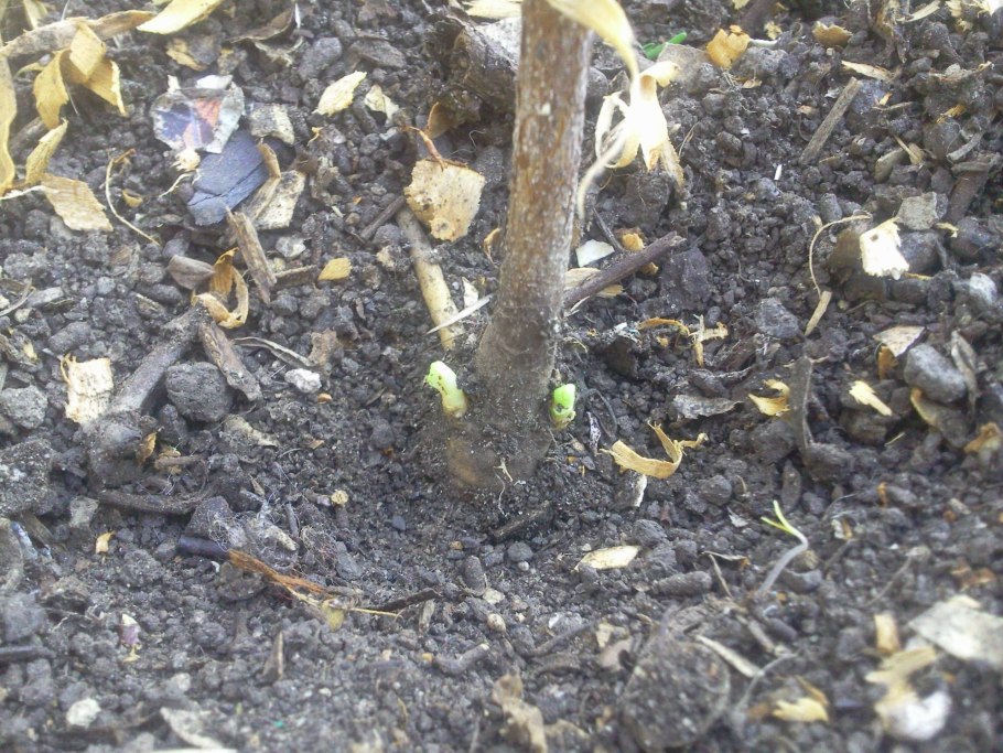 Сирийская роза гибискус