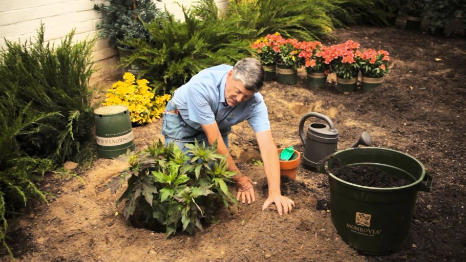 Китайская роза пересадка