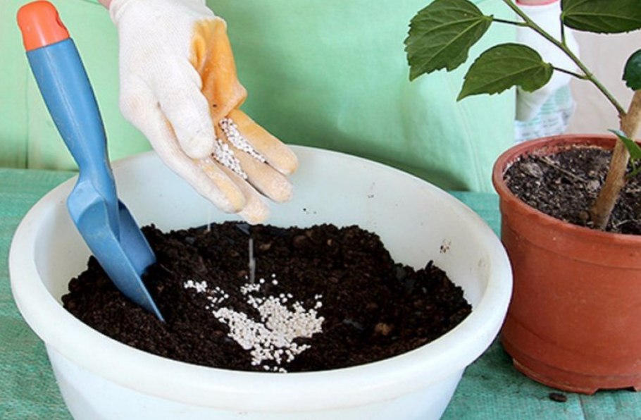 Мульчирование гибискуса