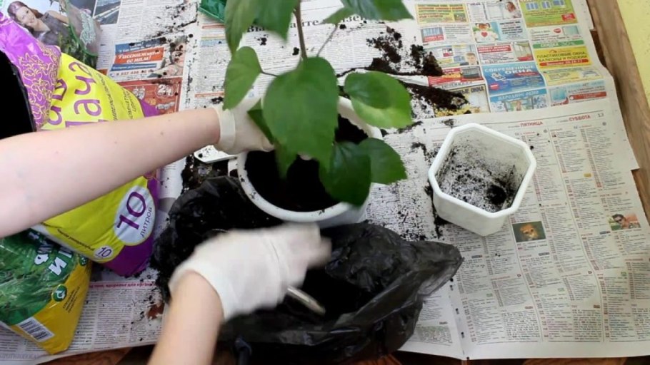 Гибискус древовидный