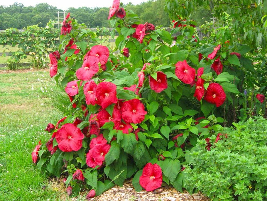 Гибискус комнатный