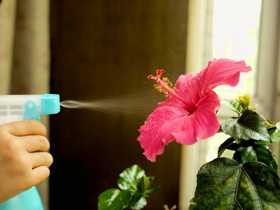 Черенки гибискуса