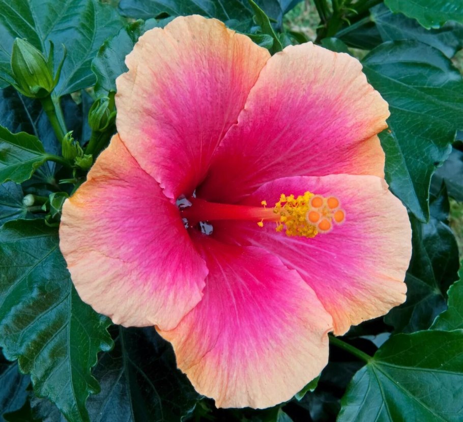 Роза Шарон (гибискус сирийский)