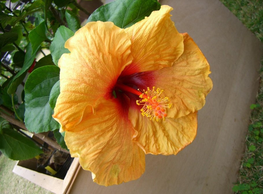 Hibiscus Flower extract