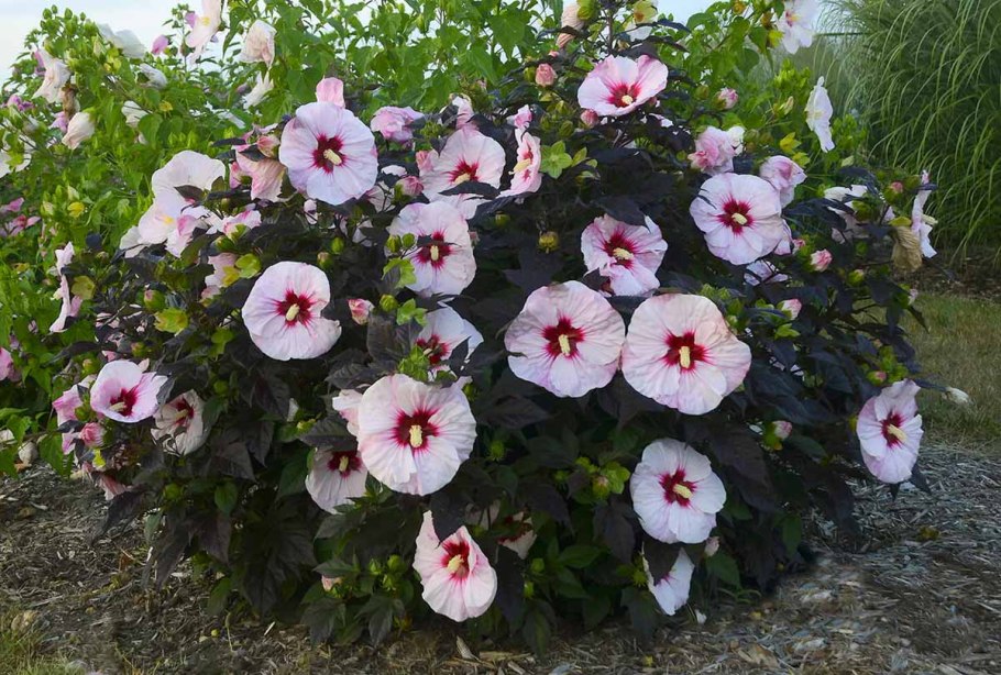 Черенки гибискуса