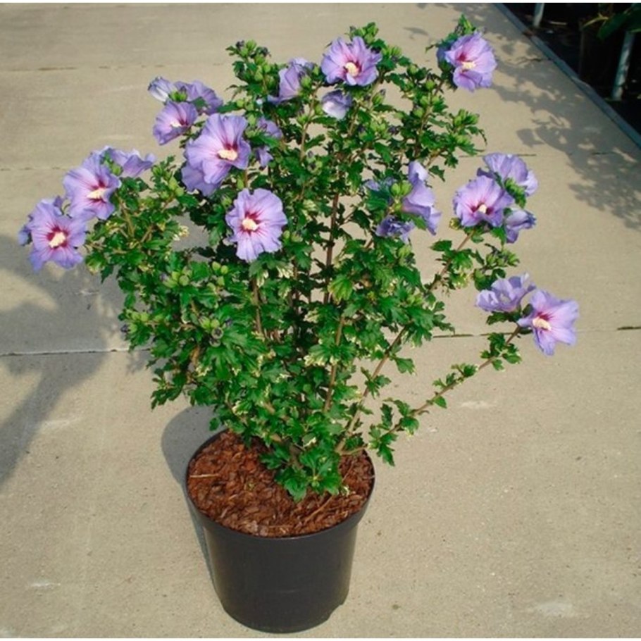 Гибискус древовидный комнатный