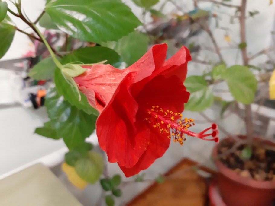 Гибискус травянистый пикировка