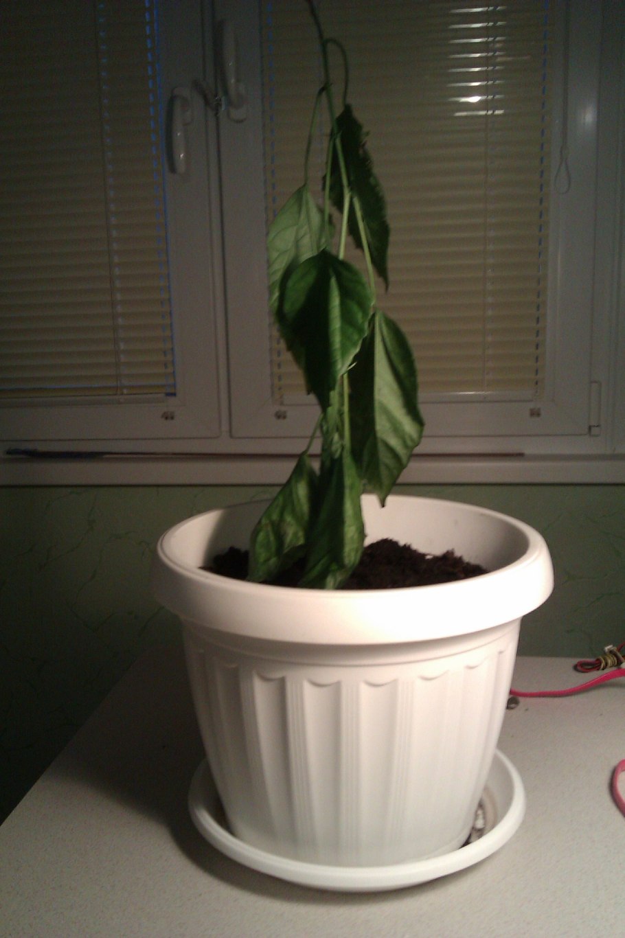 Горшок для гибискуса комнатного