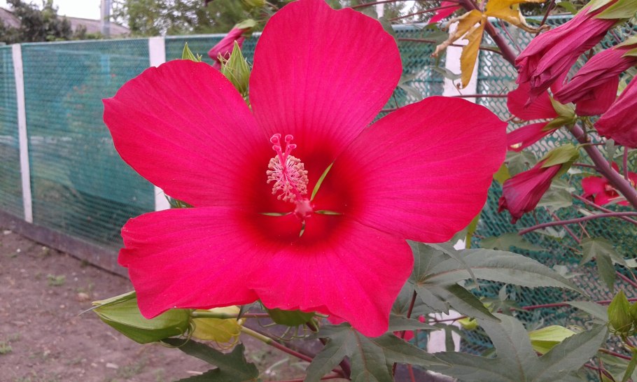 Китайская роза сезон цветения