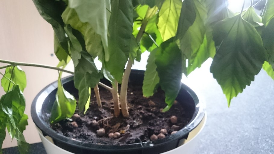 Гибискус Эйрбраш эффект