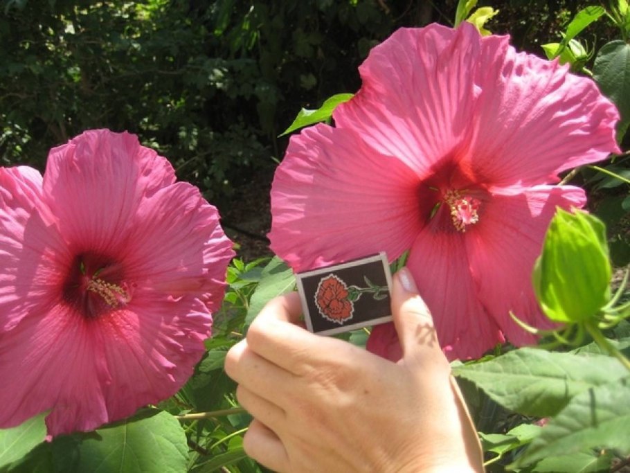 Гибискус Роуз флейк