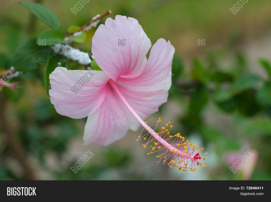 Гибискус махровый дерево