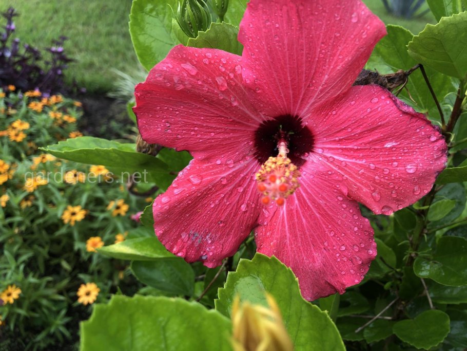 Гибискус травянистый Миднайт Марвел