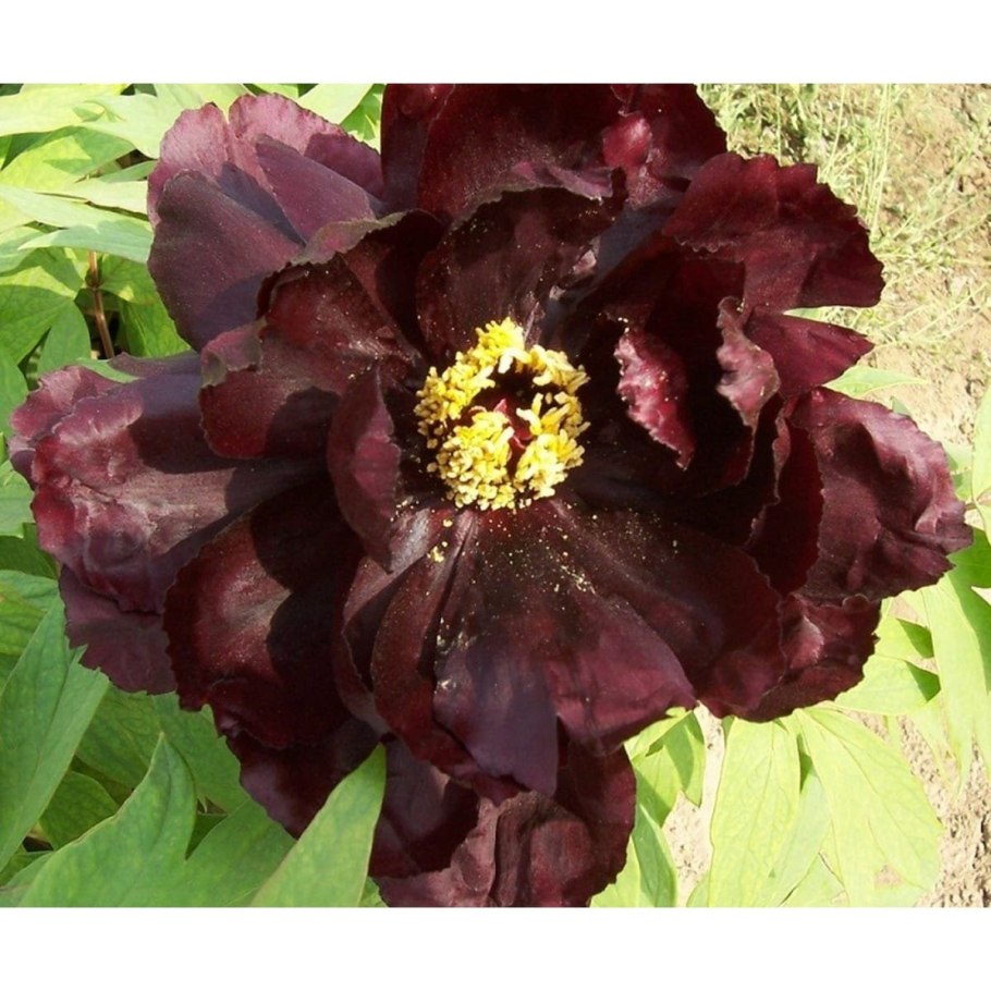 Пион древовидный Paeonia suffruticosa Red