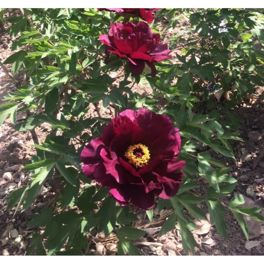 Пион древовидный черная пантера