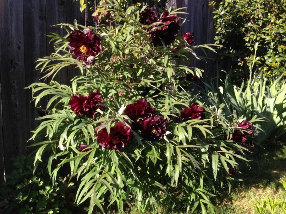 Пион древовидный эмбелиш Инк