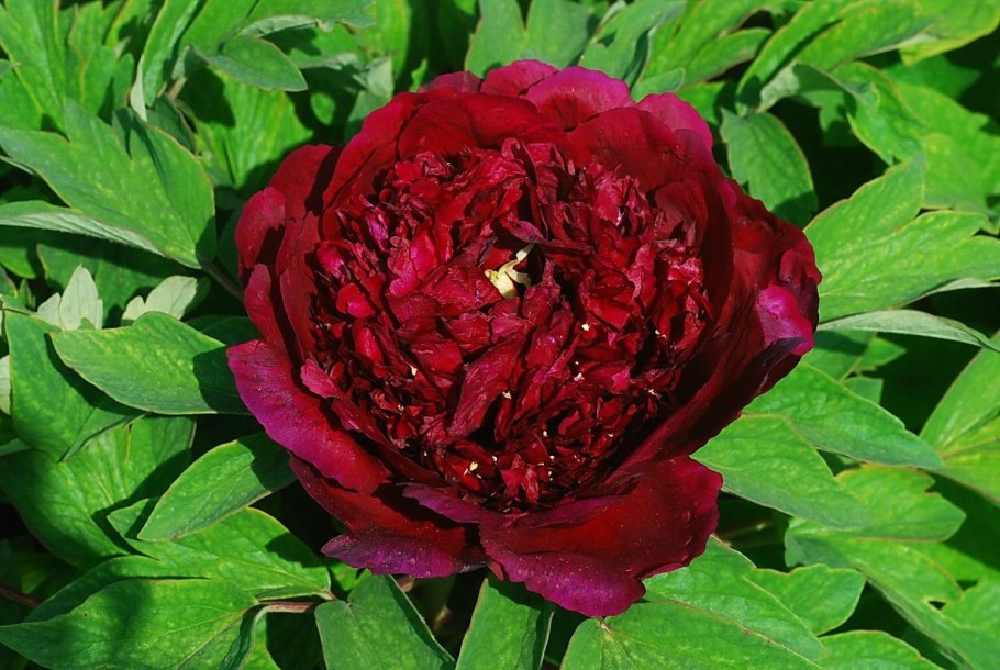 Пион древовидный черный лоск